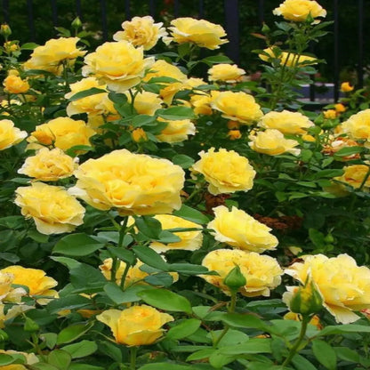 Gilden Sun Tree Form Rose