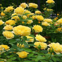 Gilden Sun Tree Form Rose