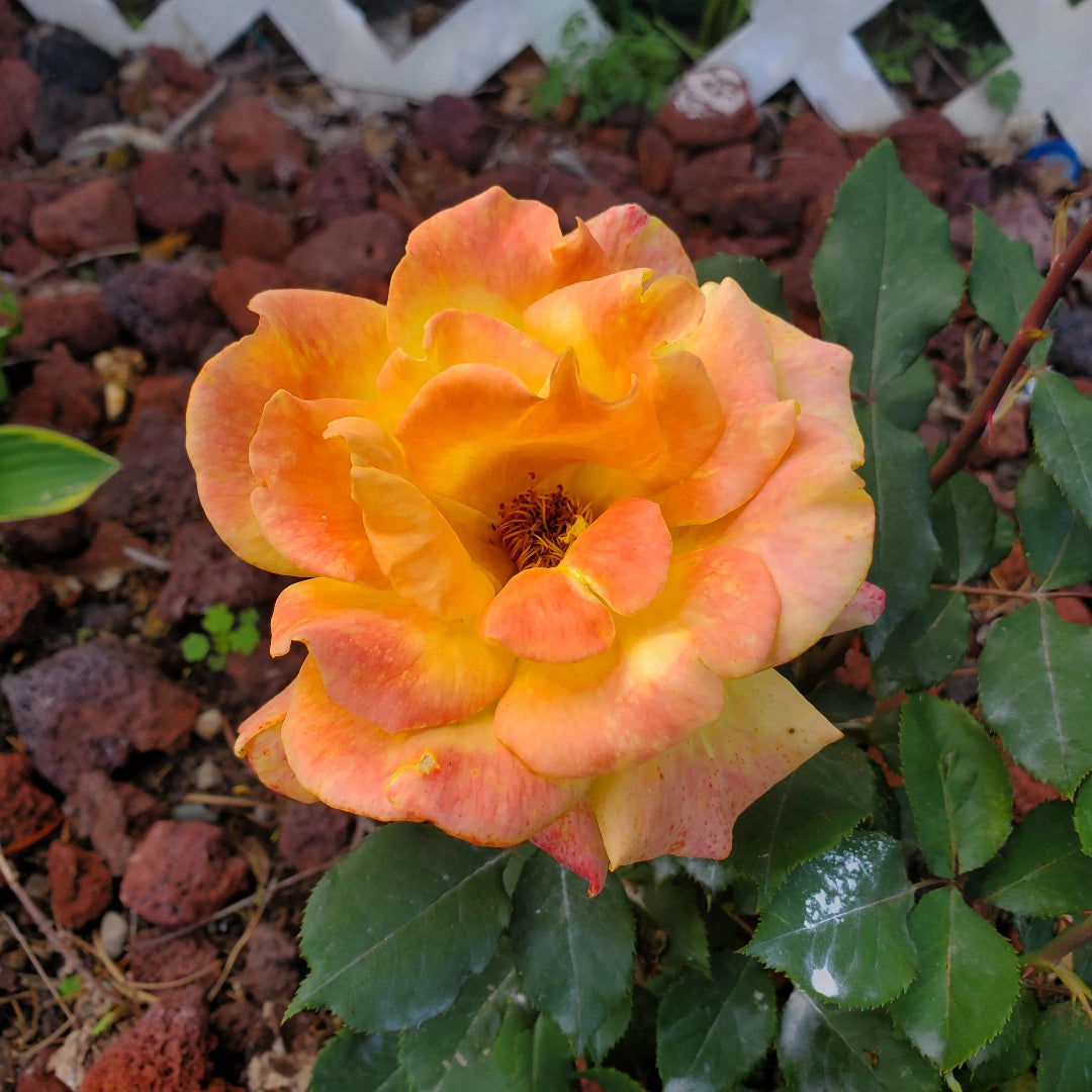 Orange Delight Roses Buy Sunrosa Orange Delight Plants & Trees Online | Pixies Gardens