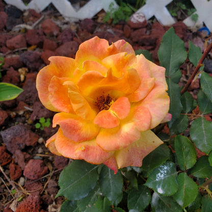 Sunrosa Orange Delight