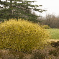 Yellow Twig Dogwood with green foliage