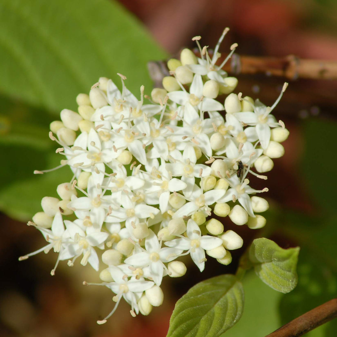 Yellow Twig Dogwood Tree