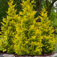 Yellow Ribbon Arborvitae