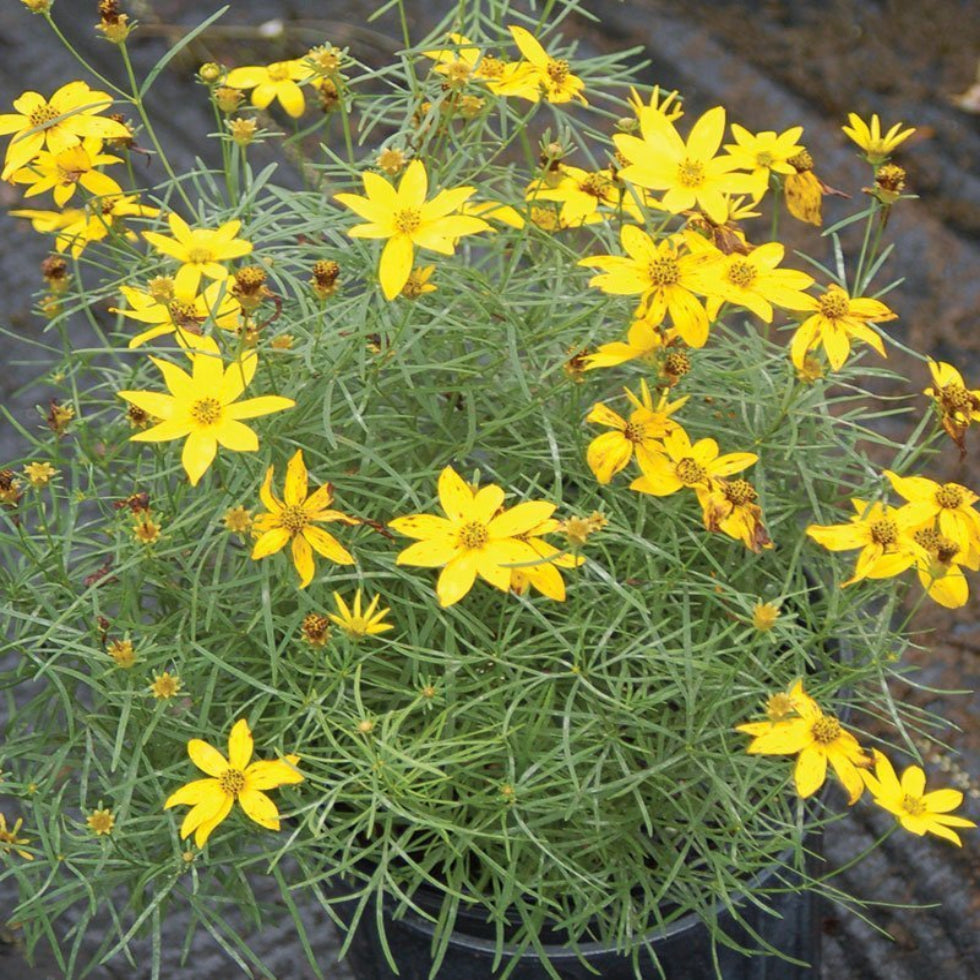 Coreopsis verticillata &