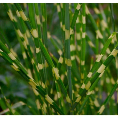 Zebra Grass