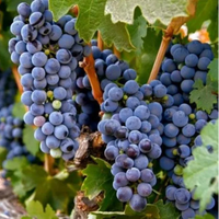 Ripe Zinfandel grapes displayed in a vineyard setting with natural lighting