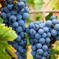 Zinfandel grapes shown in a close-up hero shot with rich color and smooth texture