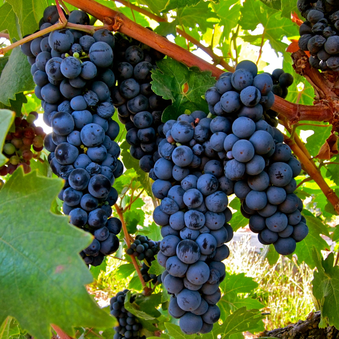 Zinfandel Black Grape vine