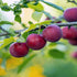 AU Rubrum Plum Tree