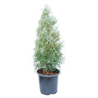 Blue Ice Arizona Cypress tree with silvery-blue foliage in full sun