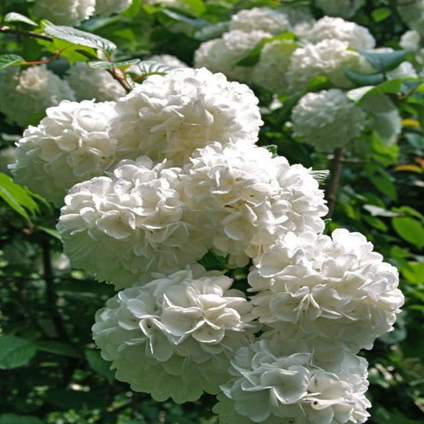 Buy Japanese Snowball Viburnum, Plants & Trees Online | Pixies Gardens