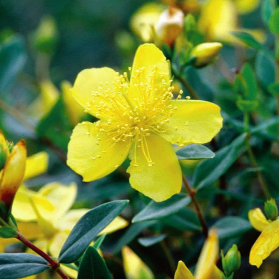 (1 Gallon) Hypericum &