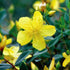 (1 Gallon) Hypericum &