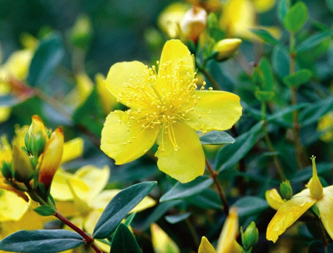 Hypericum Sunburst St.John'S Wort, Year Round Interest, Good For Mid-West Zone