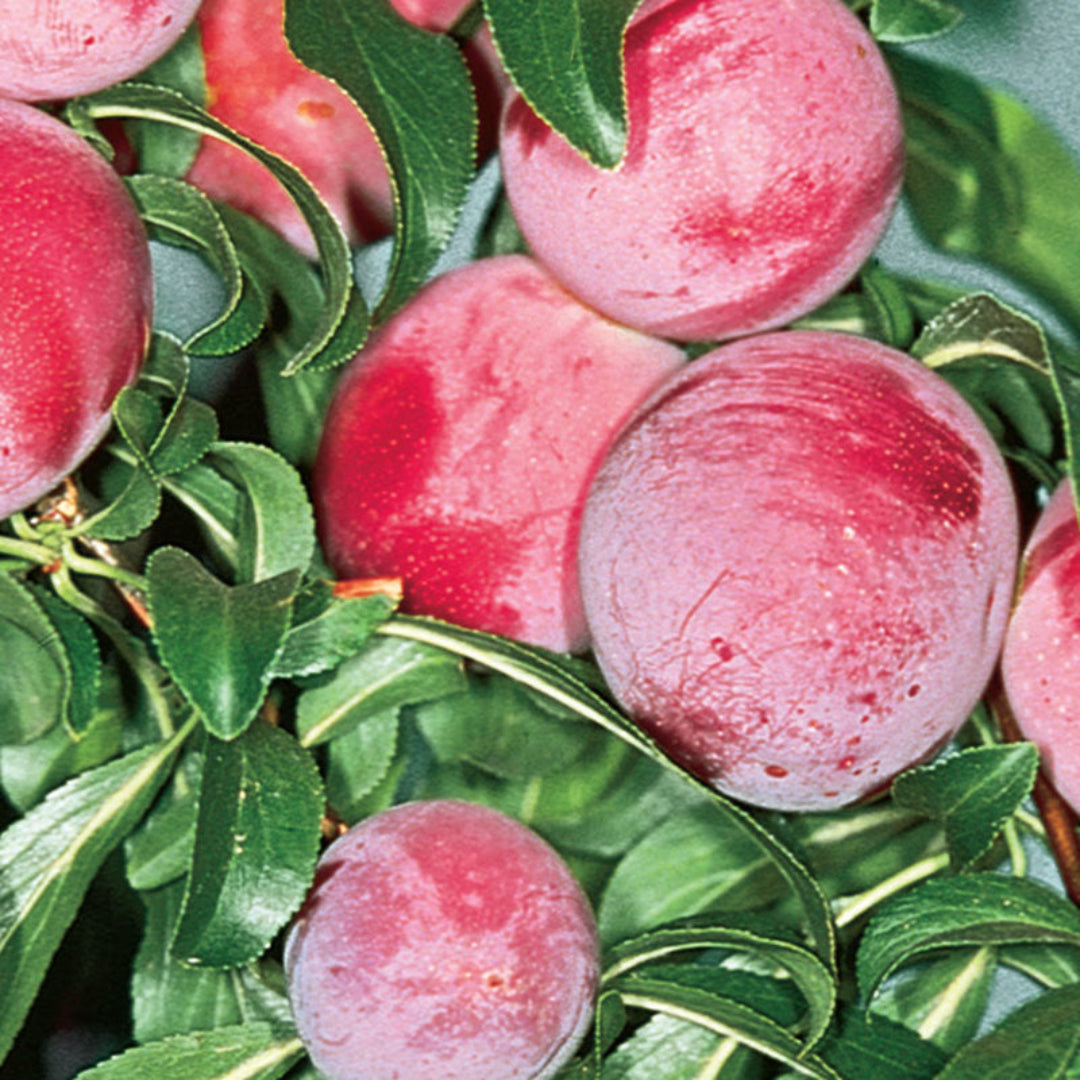 Ruby Sweet Plum Trees