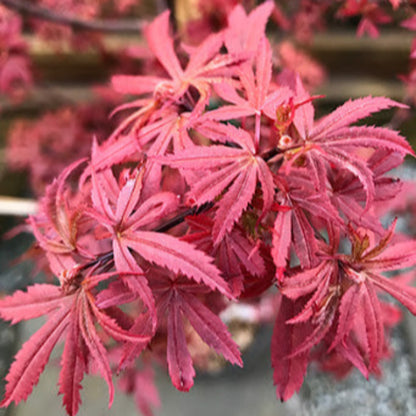 Kandy Kitchen Japanese Maple