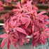 Kandy Kitchen Japanese Maple