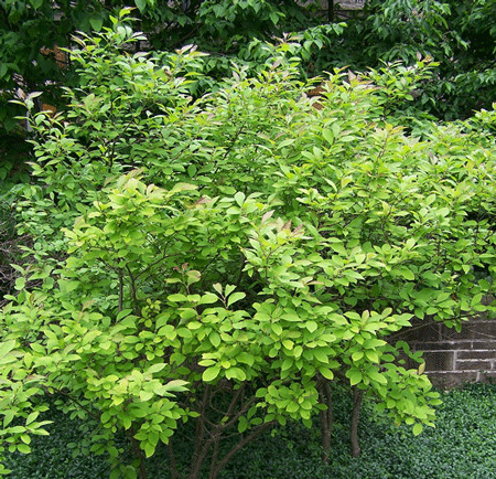 Apollo Winterberry Holly is a Male Cultivar That Can Be Used For The Pollination of Winter Red Hollies.