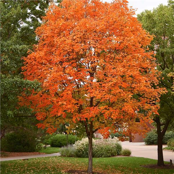 Buy Sugar Maple Tree Plants & Trees Online | Pixies Gardens