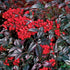 Nandina Harbor Belle
