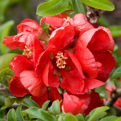 Texas Scarlet Flowering Quince - Chaenomeles Japonica &