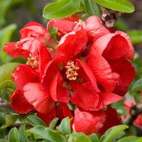 Texas Scarlet Flowering Quince - Chaenomeles Japonica 'Texas Scarlet a Beautiful Spreading Shrub with Georgeous Fiery Red, Apple-Blossom-Like Flowers.