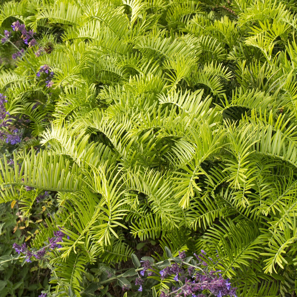 Cephalotaxus Prostrata