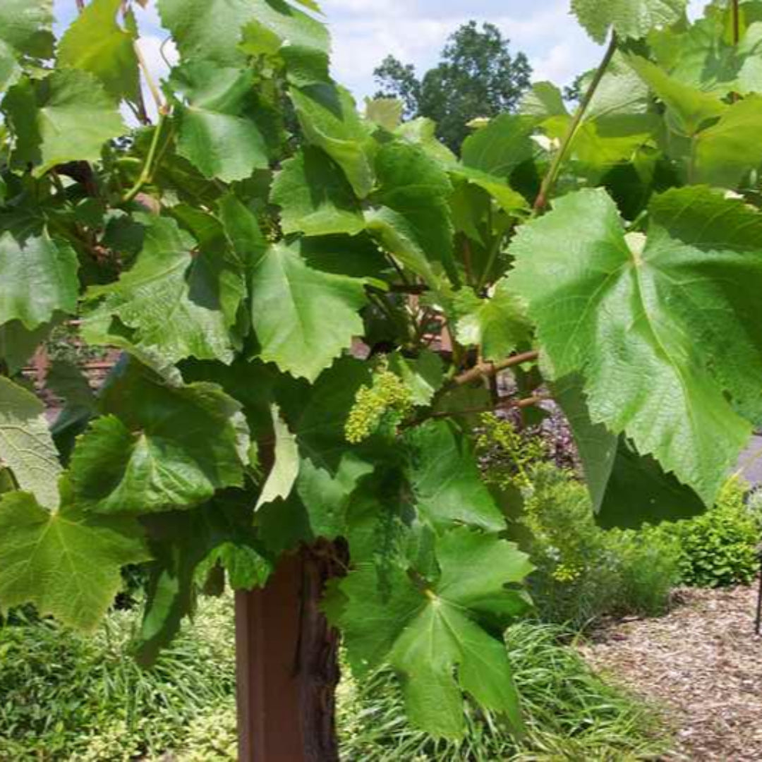 Marquis Seedless Grapes