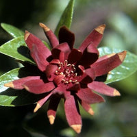 Carolina allspice sweetshrub with deep maroon fragrant flowers in garden