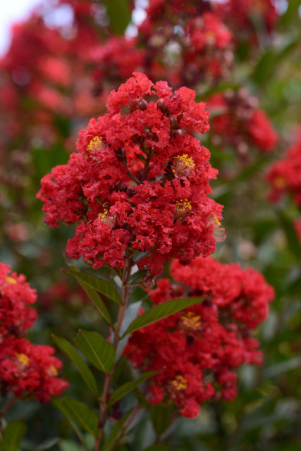 Lagerstroemia 'Ruffled Red Magic