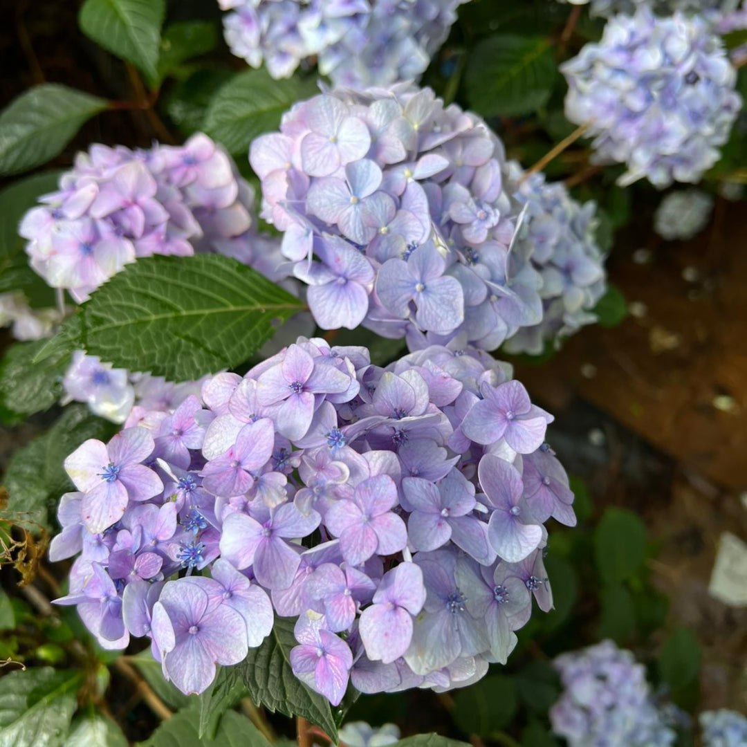 Bloomstruck Endless Summer Hydrangea- Big, Beautiful Blooms,3-4&quot;,From Late Spring To Fall