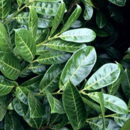 Cherry Laurel- Gorgeous Upright Shrub with White To Cream Flowers