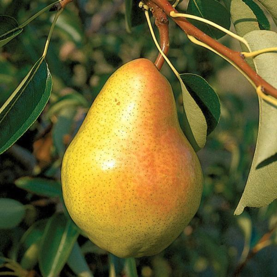 Bartlett Pear Tree with ripe golden-yellow pears