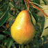 Bartlett Pear Tree with ripe golden-yellow pears