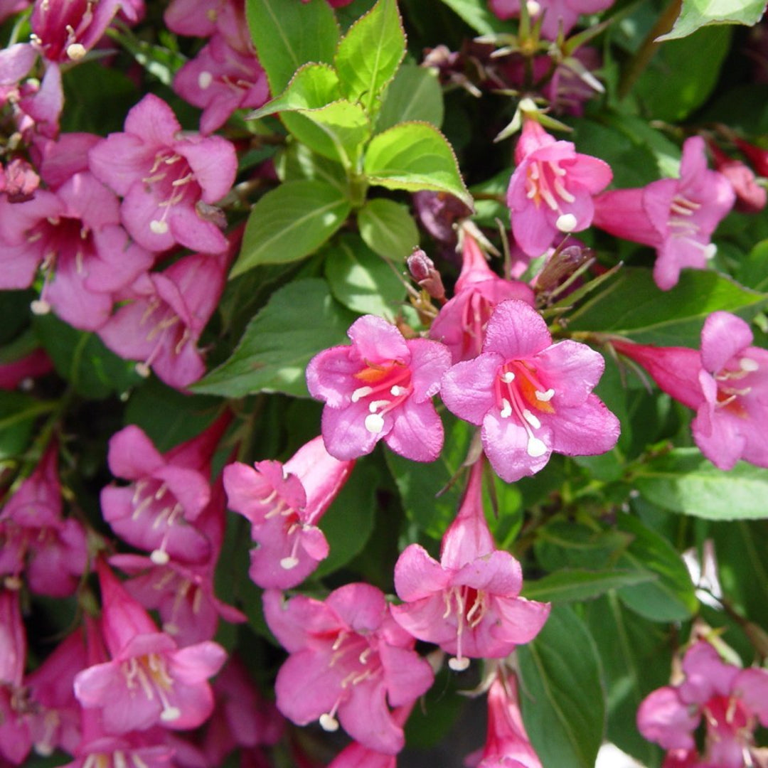 (1 Gallon) 'Tango' Weigela Florida, Attractive, Greenish, Purple Foliage, Long Blooming, Red, Funnel-Shape Flowers with Yellow Throats