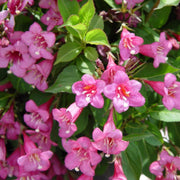 (1 Gallon) 'Tango' Weigela Florida, Attractive, Greenish, Purple Foliage, Long Blooming, Red, Funnel-Shape Flowers with Yellow Throats