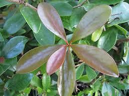 Cleyera Japonica-&