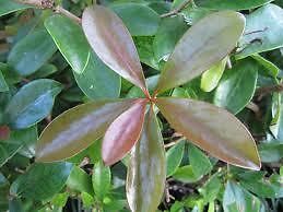 Cleyera Japonica-'Bronze Beauty' Evergreen with Bronze Color New Foliage