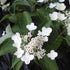 Hydrangea Paniculata Dharuma plant with green leaves and white blooms from Pixies Gardens