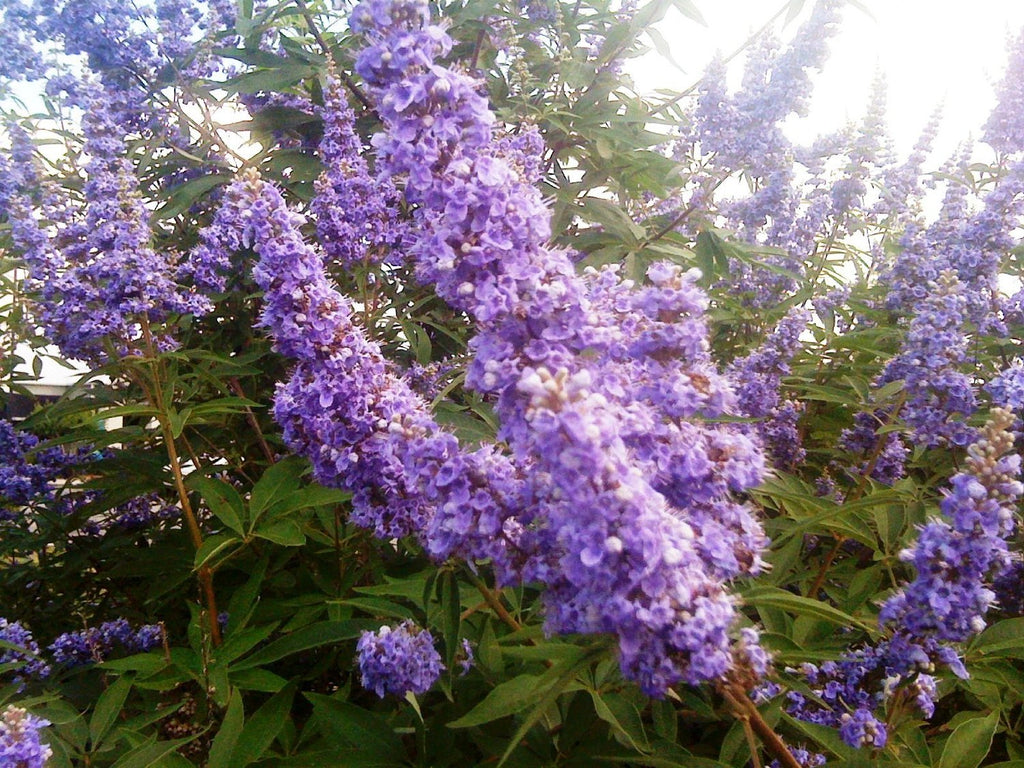 Vitex Shoal Creek