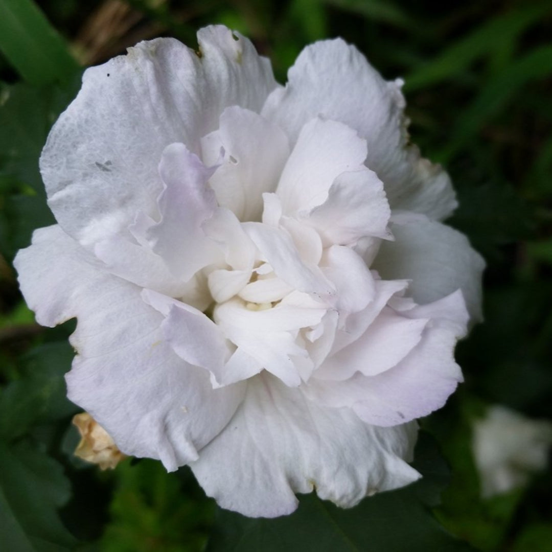 Jeanne De Arc Double White Althea (Rose of Sharon)