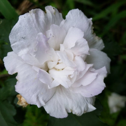 Jeanne De Arc Double White Althea (Rose of Sharon)