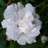 Bluebird Rose of Sharon Hibiscus Shrub with Blue Blooms