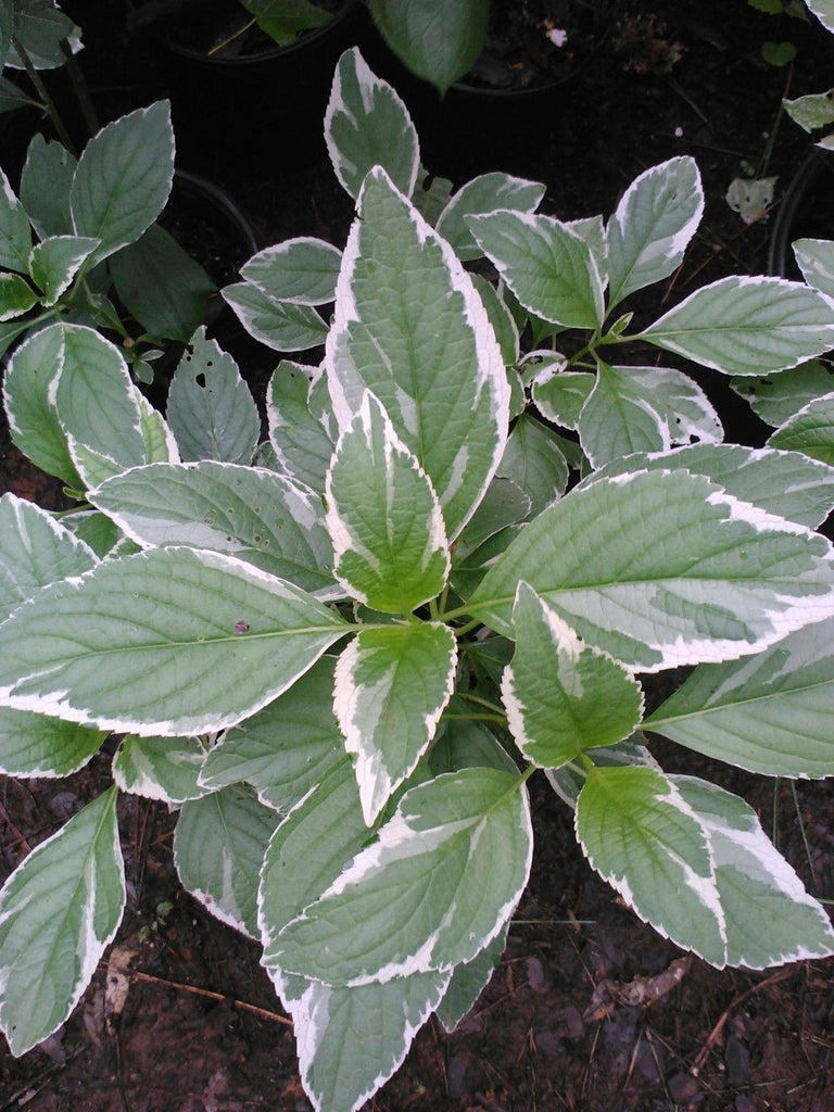 Variegata' Hydrangea-Splendid Variegation-Bright Green Leaf with White Margins (small gallon)
