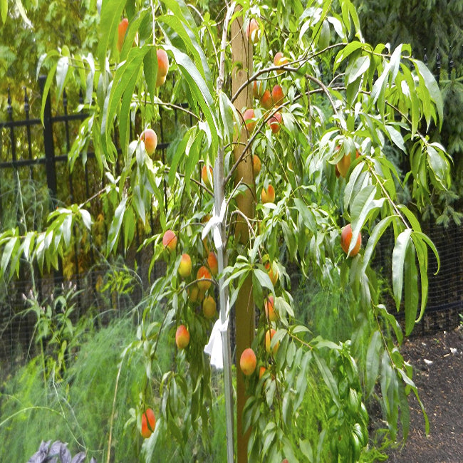4 In 1 Peach Cocktail Tree, 4 Different Peaches On One Plant buy online ...
