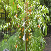 (4 In 1) Peach Cocktail Tree - 4 Different Peaches On One Plant (Cocktail Peach Plant) Belle of Georgia,June Gold, Red Haven, Hale Haven, Elberta