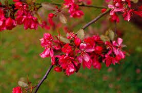 (3 In 1 Cocktail Tree) Crabapple Tree - Hopa (Pink Blooms), Flame (White Blooms), Profusion (Red Blooms)