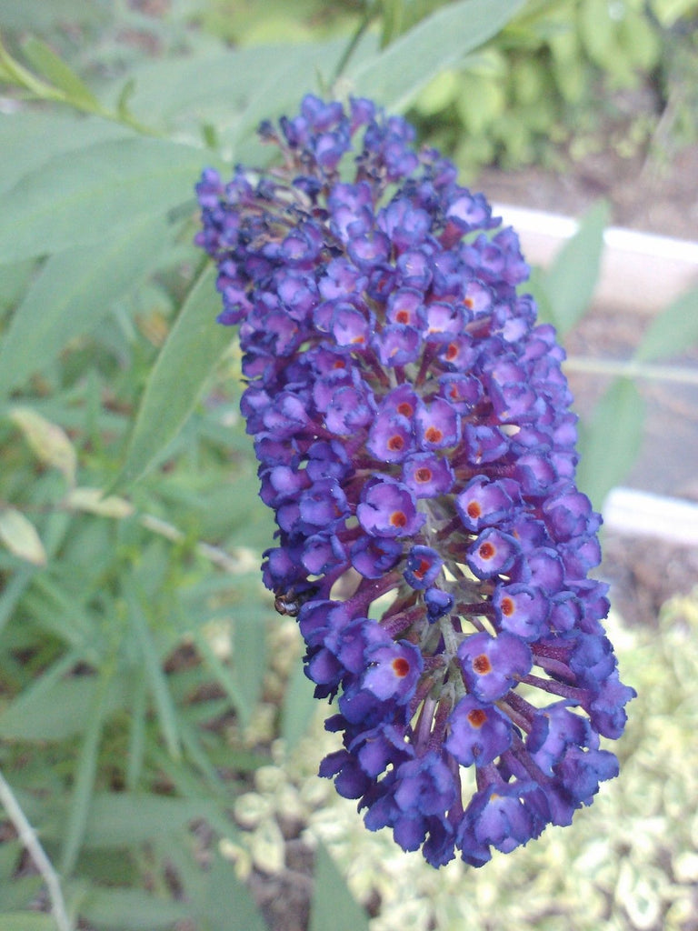 Black Knight' Butterfly Bush