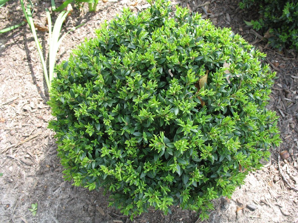 Korean Boxwood Wintergreen, Broadleaf Evergreen Shrub, Compact, Mounded Shrub,Often Used Massed As a Specimen Plant,Very Cold Hardy.