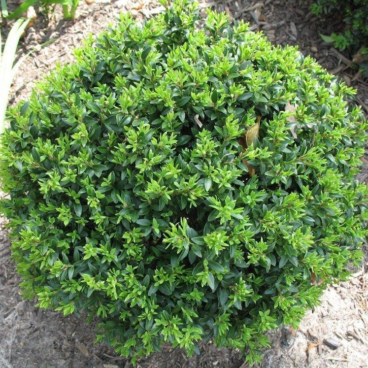 Japanese Boxwood, Foliage is Bright Green, Evergreen Beauty, Compact, Mounded Shrub, Often Used Massed As a Specimen Plant,Very Cold Hardy